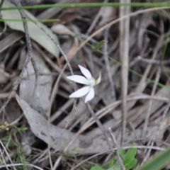 Caladenia fuscata (Dusky Fingers) at Point 4010 - 25 Sep 2016 by catherine.gilbert