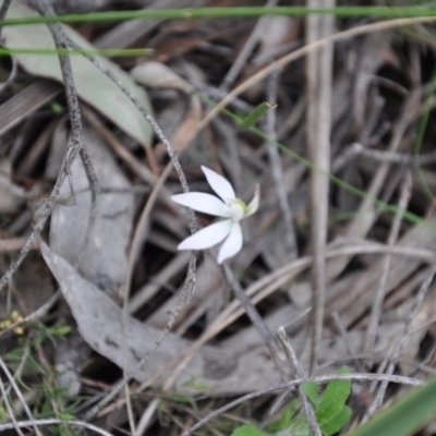 Caladenia fuscata (Dusky Fingers) at Point 4010 - 25 Sep 2016 by catherine.gilbert