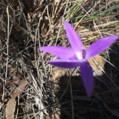 Glossodia major (Wax Lip Orchid) at Point 76 - 16 Oct 2016 by ibaird