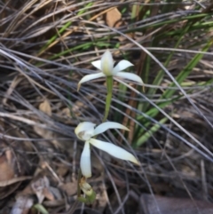 Caladenia ustulata (Brown Caps) at Point 76 - 16 Oct 2016 by ibaird
