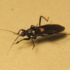 Peirates sp. (genus) (Yellow-spot Assassin Bug) at Pollinator-friendly garden Conder - 18 Nov 2015 by michaelb