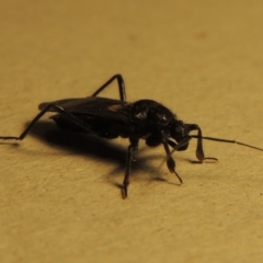 Peirates sp. (genus) at Conder, ACT - 18 Nov 2015