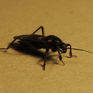 Peirates sp. (genus) at Conder, ACT - 18 Nov 2015