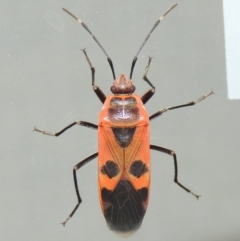 Physopelta australis (A bordered plant bug) at Pollinator-friendly garden Conder - 22 Mar 2015 by michaelb