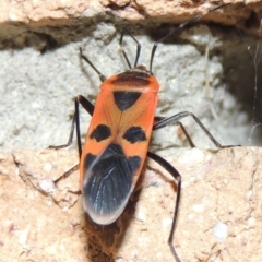 Physopelta australis at Conder, ACT - 23 Mar 2015