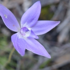 Glossodia major (Wax Lip Orchid) at Point 5515 - 14 Oct 2016 by Ryl