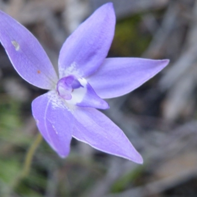 Glossodia major (Wax Lip Orchid) at Point 5515 - 14 Oct 2016 by Ryl
