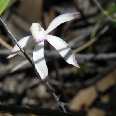 Caladenia ustulata (Brown Caps) at Acton, ACT - 13 Oct 2016 by Ryl