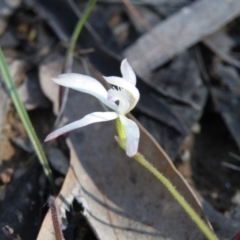 Caladenia ustulata at Acton, ACT - suppressed