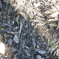 Caladenia ustulata at Acton, ACT - suppressed