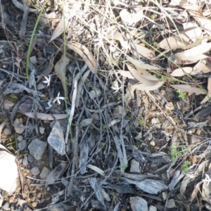 Caladenia ustulata at Acton, ACT - suppressed