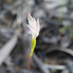 Caladenia ustulata at Acton, ACT - suppressed