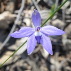 Glossodia major (Wax Lip Orchid) at Acton, ACT - 13 Oct 2016 by Ryl