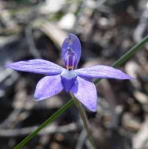 Glossodia major at Acton, ACT - 14 Oct 2016