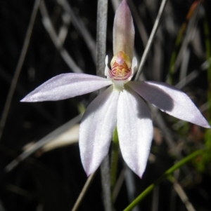 Caladenia carnea at Point 5515 - suppressed