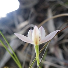 Caladenia carnea at Point 5515 - suppressed