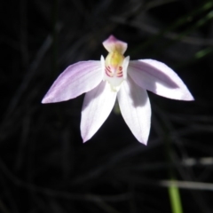 Caladenia carnea at Point 5515 - suppressed