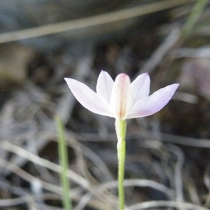 Caladenia carnea at Point 5515 - suppressed