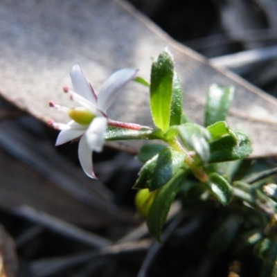 Rhytidosporum procumbens (White Marianth) at Point 5515 - 13 Oct 2016 by Ryl