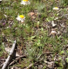 Leucochrysum albicans subsp. tricolor (Hoary Sunray) at Majura, ACT - 17 Oct 2016 by Floramaya