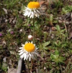 Leucochrysum albicans subsp. tricolor at Majura, ACT - 17 Oct 2016