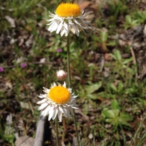 Leucochrysum albicans subsp. tricolor at Majura, ACT - 17 Oct 2016