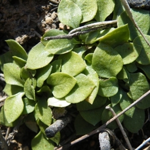 Speculantha rubescens at Point 5515 - suppressed