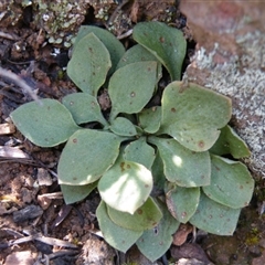 Speculantha rubescens at Point 5515 - suppressed