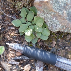 Speculantha rubescens at Point 5515 - suppressed