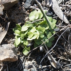 Speculantha rubescens at Point 5515 - suppressed