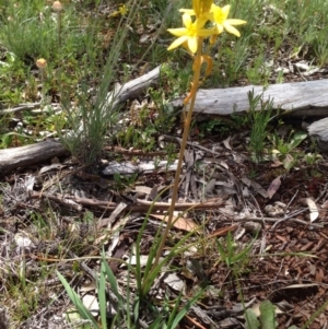 Bulbine sp. at Majura, ACT - 17 Oct 2016