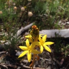 Bulbine sp. at Majura, ACT - 17 Oct 2016