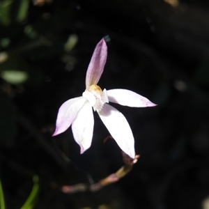 Caladenia fuscata at Point 5515 - suppressed