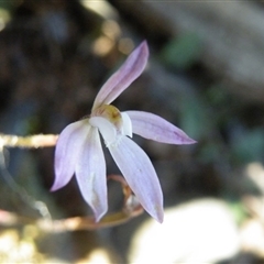 Caladenia fuscata at Point 5515 - suppressed