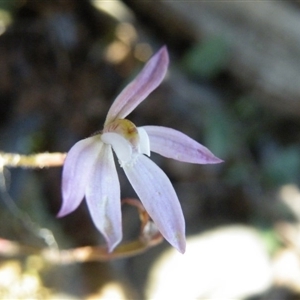 Caladenia fuscata at Point 5515 - suppressed