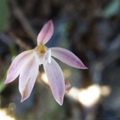 Caladenia fuscata at Point 5515 - suppressed