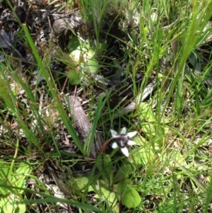 Wurmbea dioica subsp. dioica at Majura, ACT - 17 Oct 2016 02:38 PM