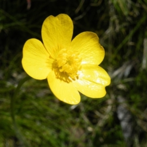 Ranunculus lappaceus at Acton, ACT - 14 Oct 2016 12:00 AM