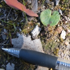 Acianthus sp. (Mayflower Orchid) at Molonglo Valley, ACT - 13 Oct 2016 by Ryl