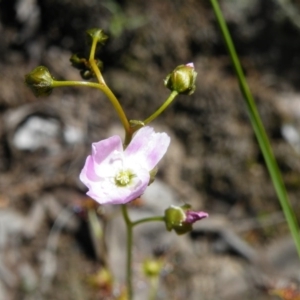 Drosera auriculata at Acton, ACT - 14 Oct 2016