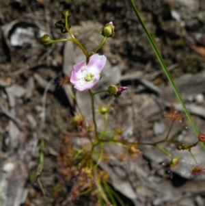 Drosera auriculata at Acton, ACT - 14 Oct 2016