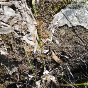 Drosera auriculata at Acton, ACT - 14 Oct 2016