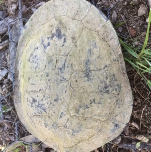 Chelodina longicollis at Gungahlin, ACT - 18 Oct 2016