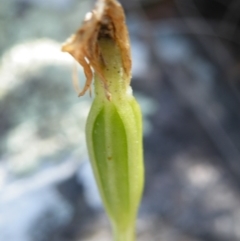 Pterostylis nutans (Nodding Greenhood) at Point 5439 - 14 Oct 2016 by Ryl