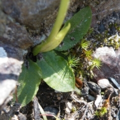 Pterostylis nutans at Point 5439 - suppressed