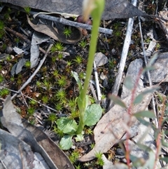 Pterostylis nutans at Point 5439 - suppressed