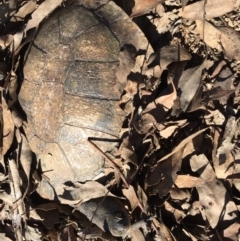 Chelodina longicollis (Eastern Long-necked Turtle) at Gungahlin, ACT - 18 Oct 2016 by CedricBear