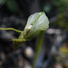 Pterostylis nutans at Point 5439 - suppressed