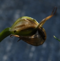 Pterostylis nutans at Point 5439 - suppressed