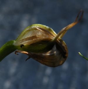 Pterostylis nutans at Undefined Area - suppressed
